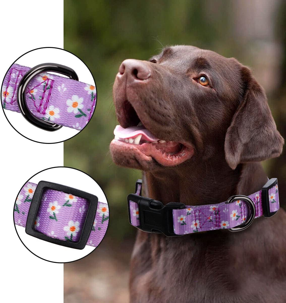 Floral Design Daisy Dog Collar for Small Dogs in Purple
