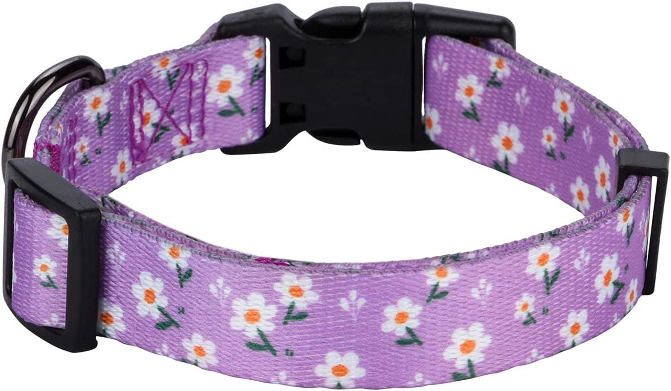 Floral Design Daisy Dog Collar for Small Dogs in Purple